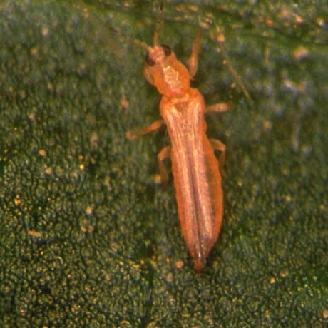 Frankliniella occidentalis