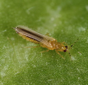 African cowpea thrips