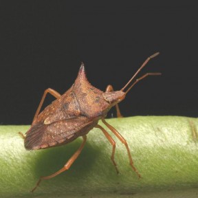 Stink Bug