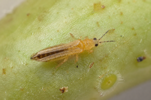 African cowpea thrips