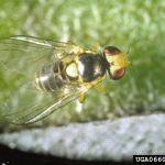 American serpentine leafminer