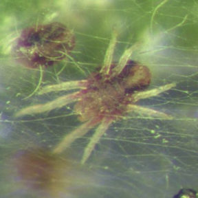 Citrus red mite