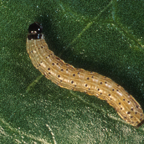 Fall armyworm
