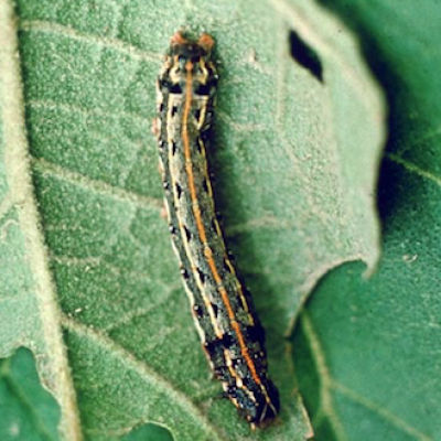 Cotton leafworm Archives | Insecticide Resistance Action Committee