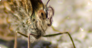 Chewing Pests