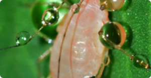 Sucking Pests