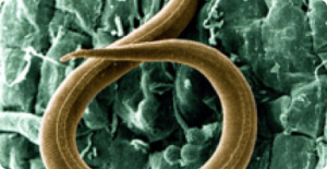 Nematodes