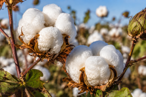 Cotton