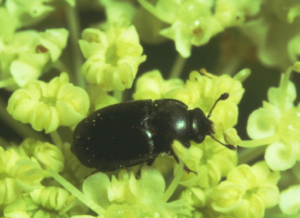 Pollen Beetle